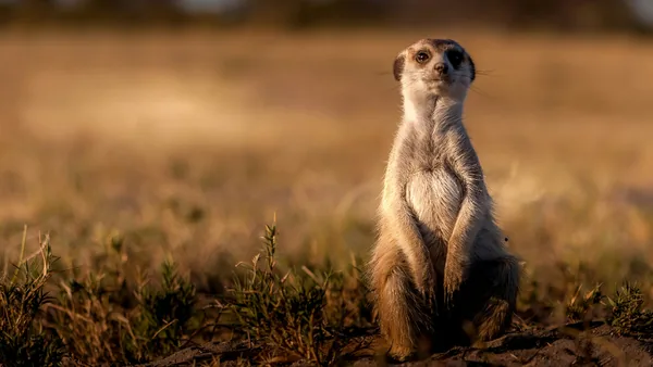 Cloudflare Introduces Meerkat for Strongly Consistent Global Coordination