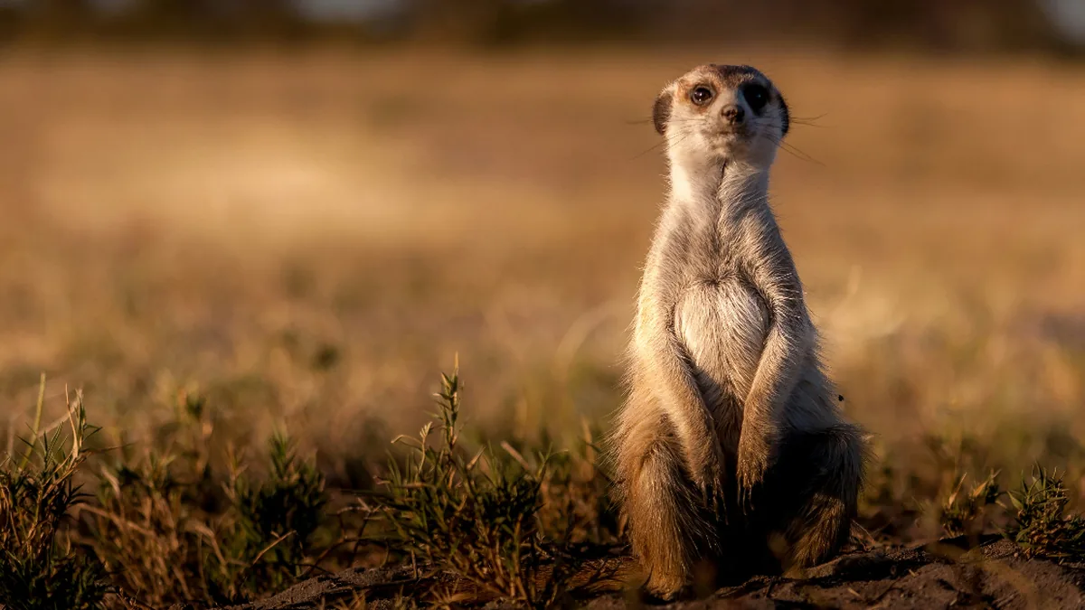 Cloudflare Introduces Meerkat for Strongly Consistent Global Coordination